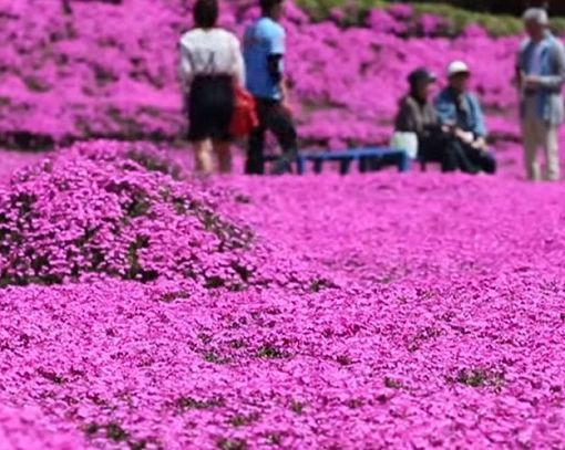 Esplosione di muschio rosa in Giappone, meta di folle turistiche