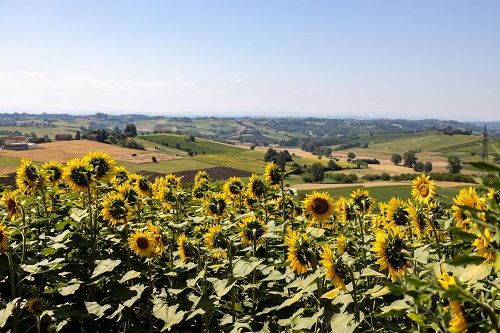 OroMonferrato: 11, 18 e 25 giugno le date dei primi incontri