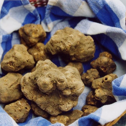 Niente Fiera del Tartufo a Montiglio Monferrato, appuntamento al 2021, quando sarà nazionale
