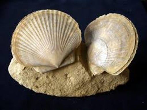 Da oggi riprendono anche gli appuntamenti alla scoperta dei fossili