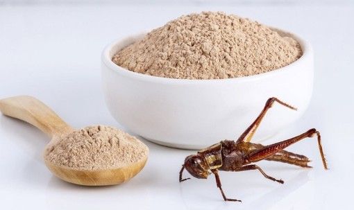 I grilli &quot;invaderanno&quot; i supermercati e conquisteranno gli spaghetti?