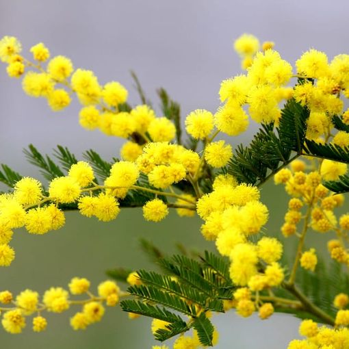 Mimosa festa della donna