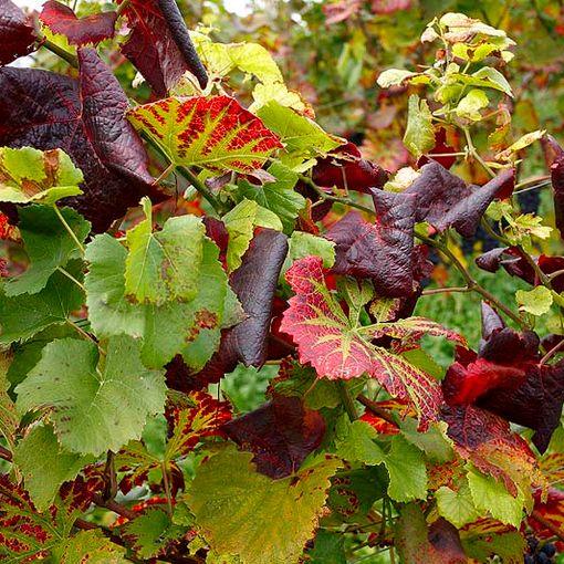 Lotta alla flavescenza dorata: pubblicate le disposizioni obbligatorie per il 2024