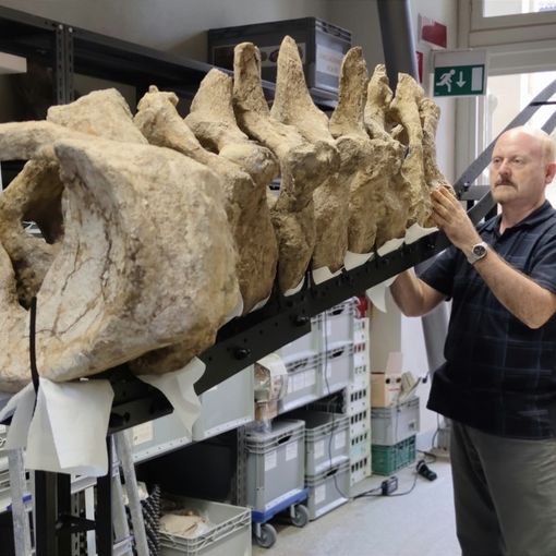 Il Museo Paleontologico Astigiano si appresta a ospitare una nuova, imperdibile mostra