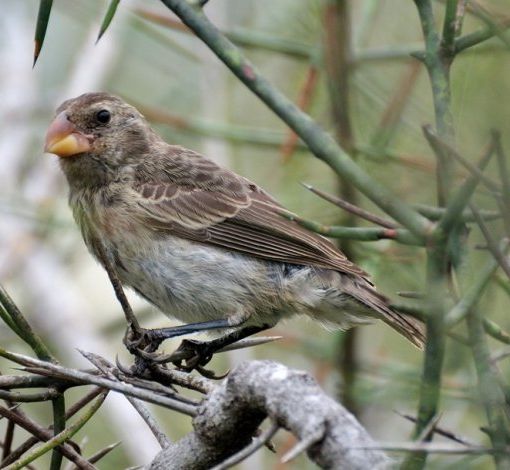 Il fringuello di Charles Darwin