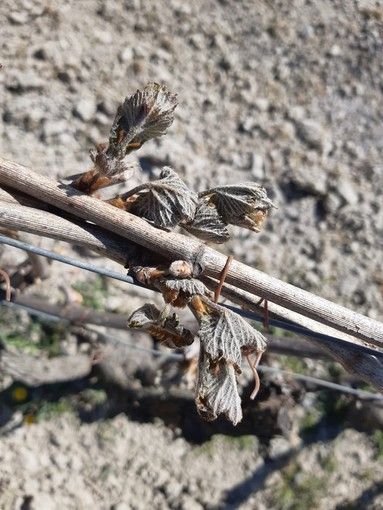Tornano a farsi sentire le gelate notturne nell'Astigiano. Toccati i -2.2 gradi a Castell'Alfero