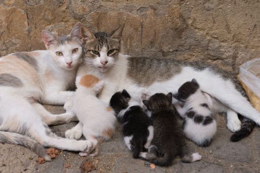 Ad Asti si vuole creare un gattile comunale gestito da associazioni di volontariato