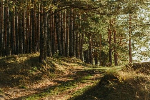 Coldiretti lancia l'SOS siccità per i boschi: &quot;A rischio l'intero ecosistema forestale&quot;