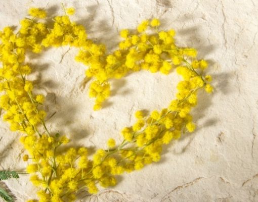 Cuore di mimose