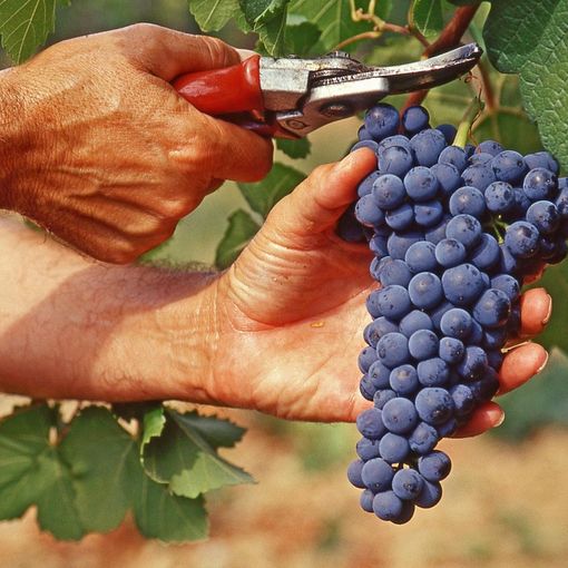 Vendemmia - Immagine d'archivio