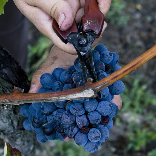 Un grappolo di uva Barbera
