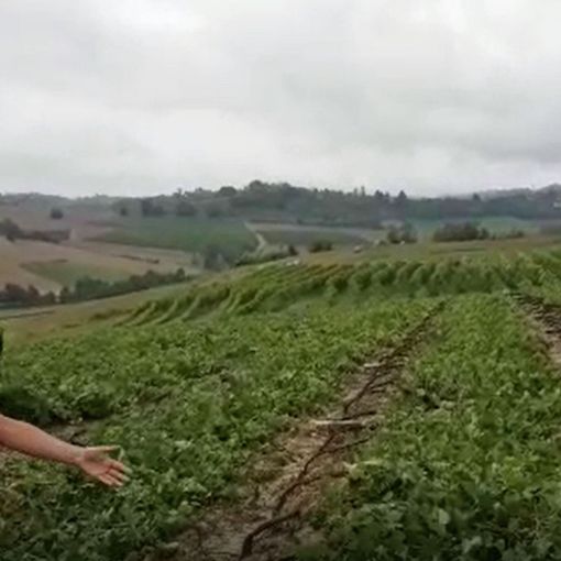 Un vigneto distrutto dalla furia di grandi e vento a Grazzano Badoglio