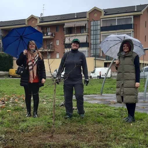 Alcune immagini della piantumazione dei due alberi
