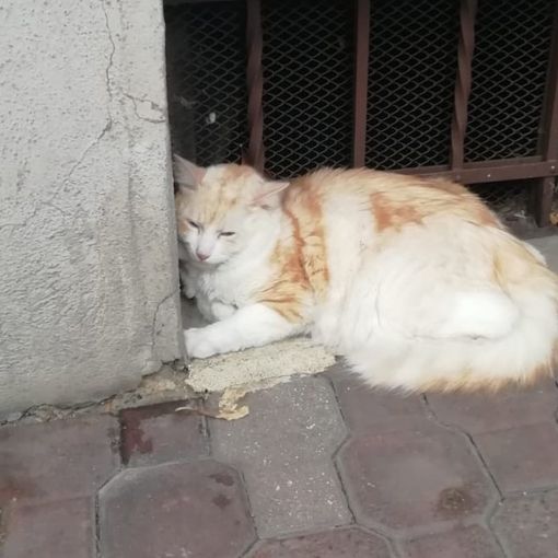 Il gatto smarrito