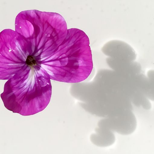 &quot;Storie dall'alveare&quot;, una favola al giorno per i vostri bambini. Oggi &quot;Il lago dei fiori giganti&quot;