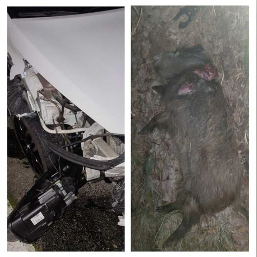 Collage auto incidentata e carcassa cinghiale