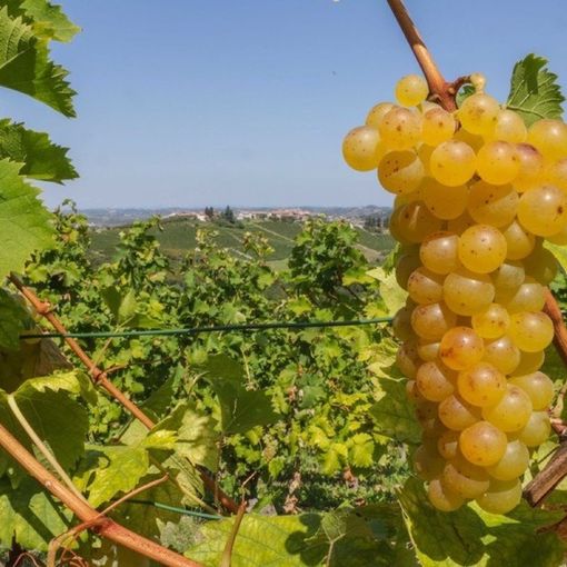Asti Docg, Rasero: &quot;Asti Capitale del Vino credibile se anche sul territorio urbano verrà consentita la produzione&quot;