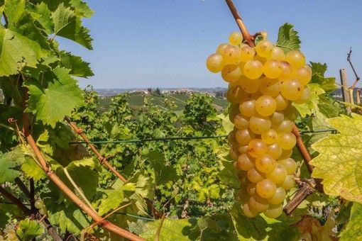 Dai Comuni del Moscato un fermo &quot;no&quot; all’ingresso di Asti nel disciplinare di produzione