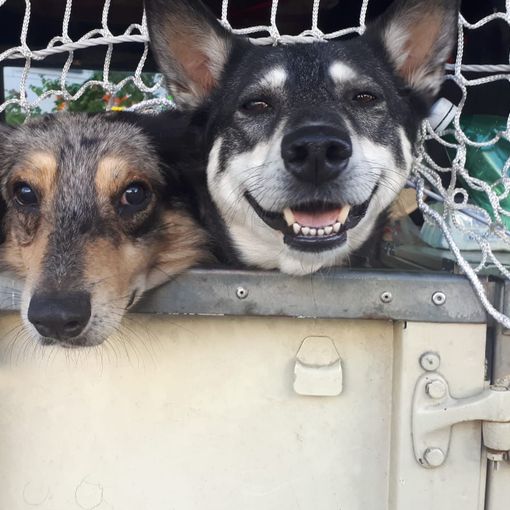 Viaggio in solitaria verso il Polo Nord con i suoi cani Musa e Libero. Nuova avventura per il 'maestro errante' Giampiero Monaca [FOTO E VIDEO]