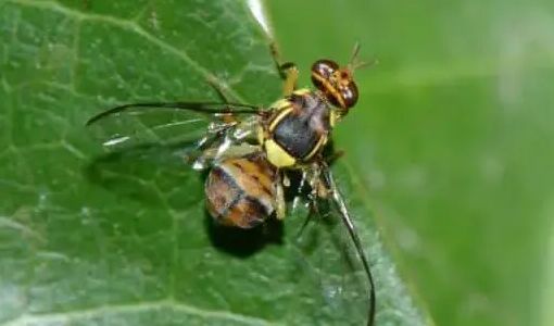 La mosca orientale della frutta