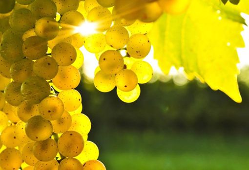 Fissate le rese del Moscato d'Asti D.o.c.g., la Regione Piemonte accoglie la proposta del Consorzio dell'Asti