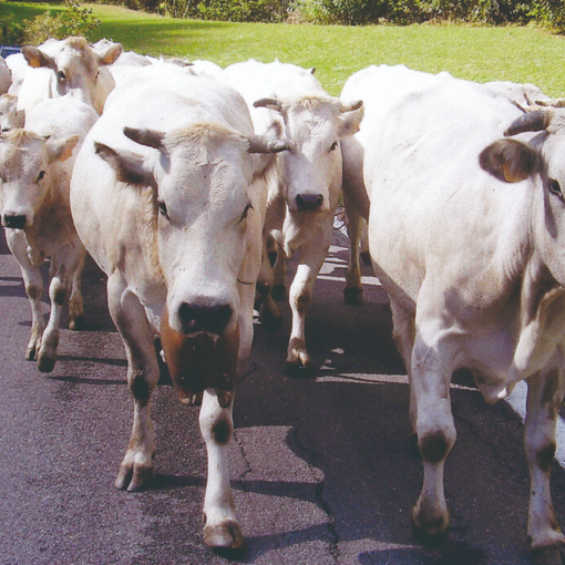 La Cia Asti organizza una tavola rotonda sulla razza Bovina Piemontese