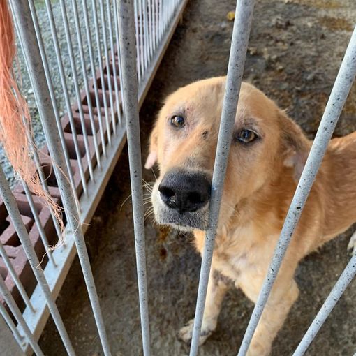 “In Piemonte ancora troppi reati contro gli animali: non abbassiamo la guardia”