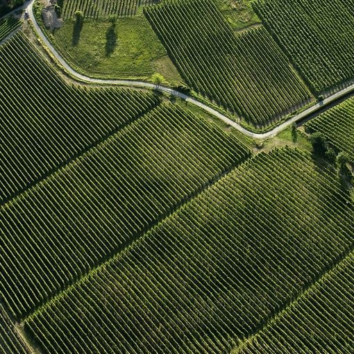 Convegno al World Tourism Event: sostenibilità per i paesaggi vitivinicoli del Piemonte