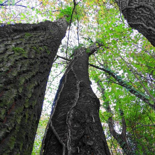 Parco naturale di Rocchetta Tanaro