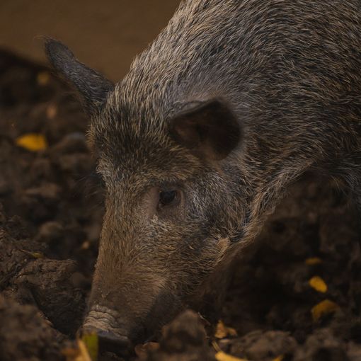 Accertato a Mombaruzzo il primo caso astigiano di Peste Suina Africana