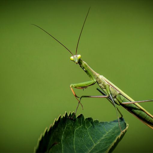 Piacenza: durante Petsfestival ci sarà un’intera area dedicata all’entomologia