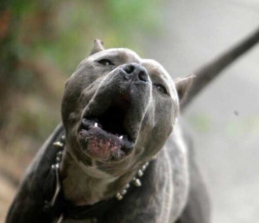 Immagine generica di un pitbull