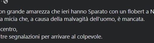 Indignazione per la morte di una gattina che sarebbe stata colpita con un flobert