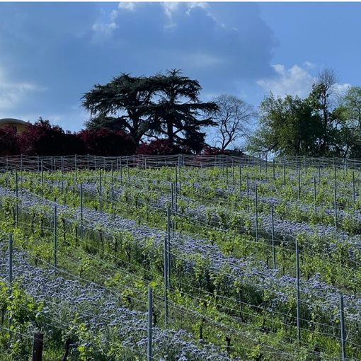 Vigneti Fioriti al Penna: martedì 17 maggio prove di inerbimento