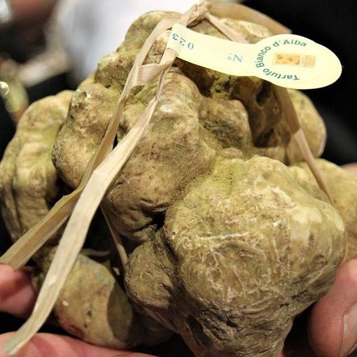 Tartufi da premiare