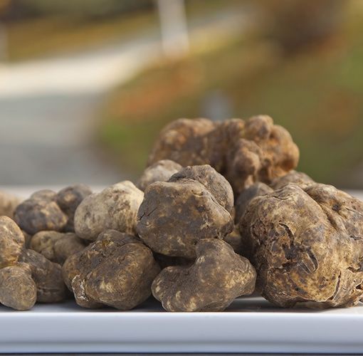Tartufo dell’Astigiano: viaggio tra uomini, cani, boschi e fiere