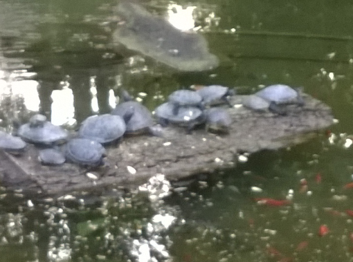 Ad Asti al laghetto dei giardini pubblici si parla di ambiente e animali con l'U.N.A.