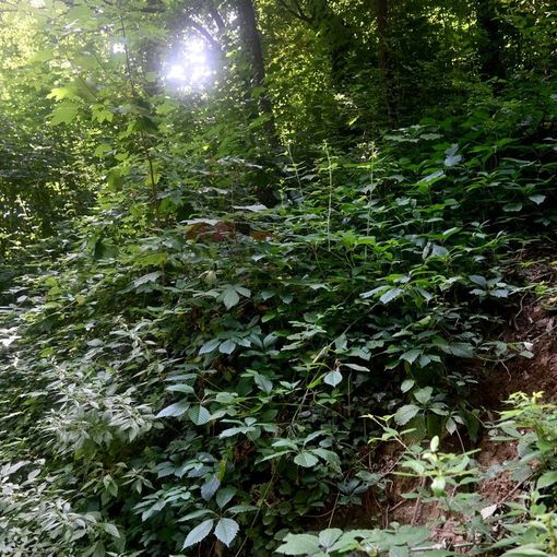 Uno dei sentieri del Bosco dei Partigiani