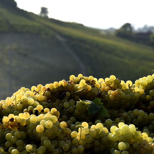 Moscato bianco