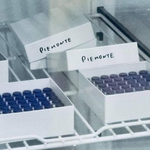 Oggi in Piemonte sono arrivate 57mila dosi di vaccino Pfizer per adulti