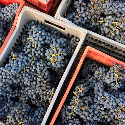Per il Piemonte vinicolo un’annata da quattro stelle, ma bottiglie in calo del 15%