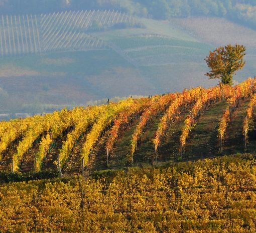 Boom Barbera d’Asti DOCG: +28% in valore in cinque anni
