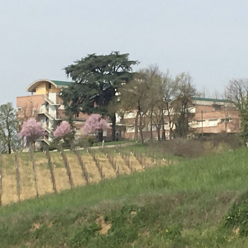 Il vigneto dell'Istituto astigiano