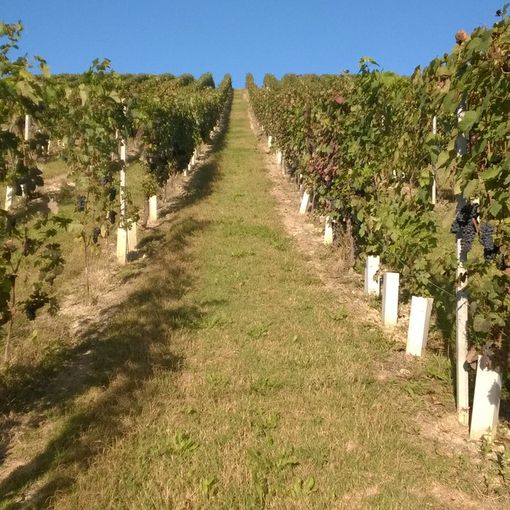 Immagine d'archivio di un vigneto di Barbera