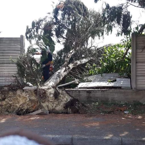 Danni da maltempo: tre pini caduti sono stati rimossi dalla Protezione Civile Città di Asti