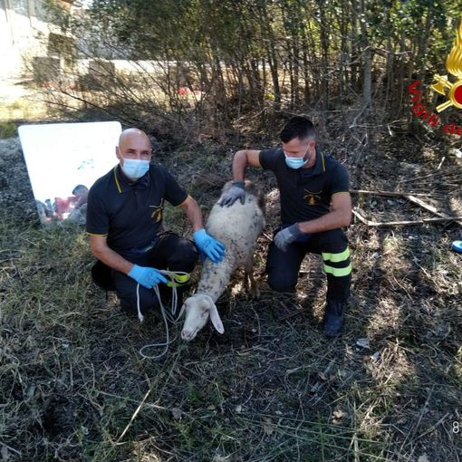 Motta, intervento dei vigili del fuoco per salvare una pecora incastrata in una tubazione