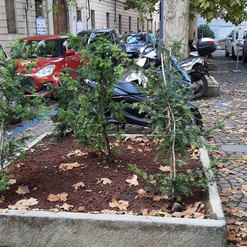 Piantine di Tasso piantumate in piazza Castigliano