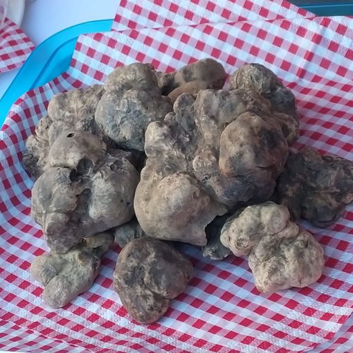 Uno dei tartufi presentati in Fiera