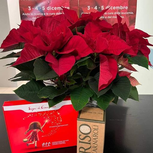 Le stelle di Natale (floreali e di cioccolato) proposte dai volontari