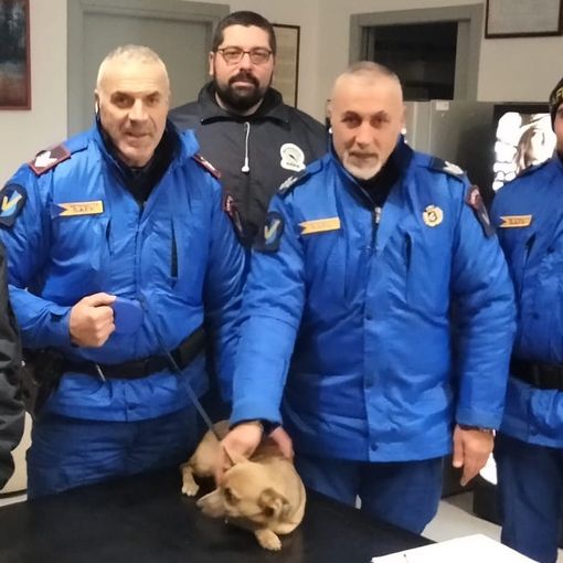 Antignano: cagnolino rincorso da una volpe in strada, salvato dalla Vedetta in servizio